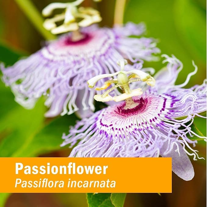 Herb Pharm Certified Organic Passionflower Liquid Extract 4 Fl