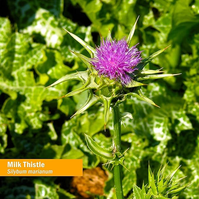 Herb Pharm Milk Thistle Seed Extract 4 Ounce (DMILK04)