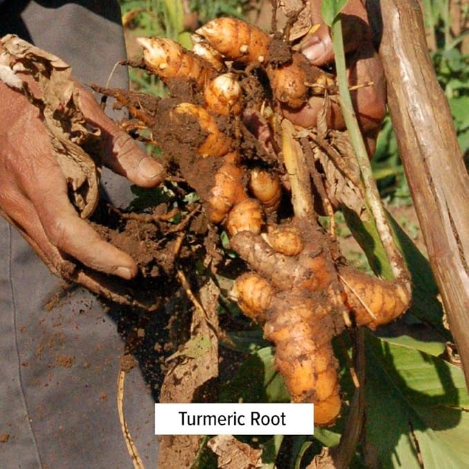 Banyan Botanicals Turmeric Powder 1/2 lb