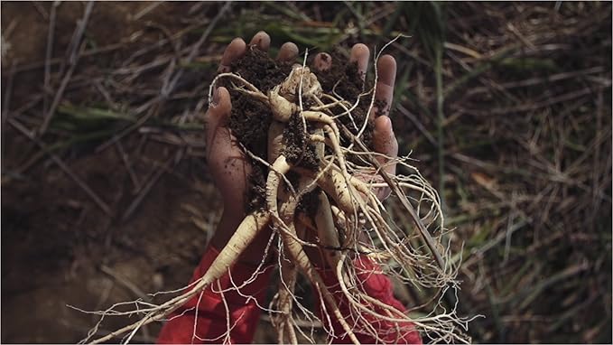 Auragin® Authentic Korean Red Ginseng – 6 Year 100% Red