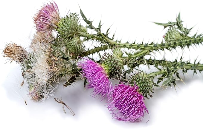 Health Embassy Milk Thistle Seeds Powder 100% Natural (100g)