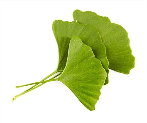 Ginkgo Leaf - Premium Ginkgo Biloba 100% from (12 oz)