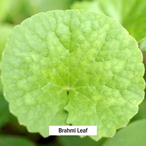 Banyan Botanicals Brahmi/Gotu Kola Powder –