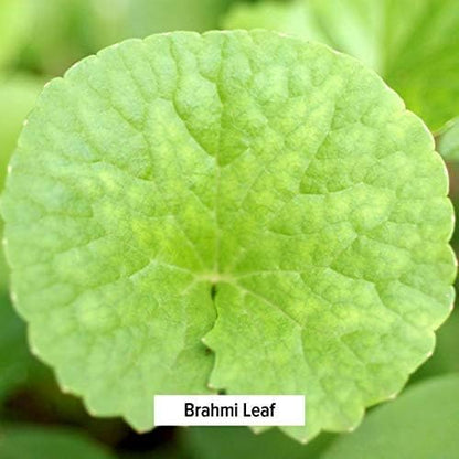 Banyan Botanicals Brahmi/Gotu Kola Powder –