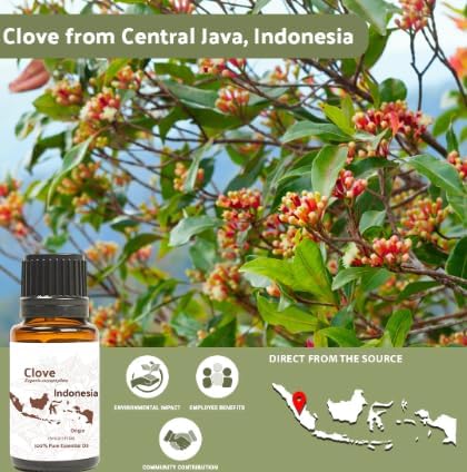 100% Pure Clove Essential Oils - Direct from Indonesian Essential Oils - Essential Oils for Diffusers Aromatherapy & Humidifiers (15ml) | Natural Cold-Pressed