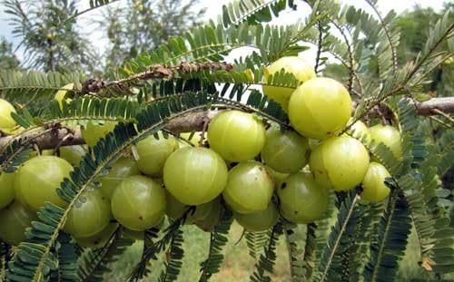 Amla & Beyond™ (Nisa Amalaki) Dr.