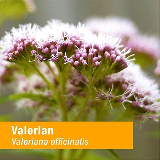 Herb Pharm Certified Organic Valerian Root 4 Ounce