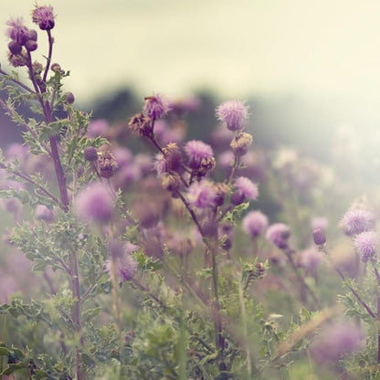 Pure Original Ingredients Milk Thistle, Always (100 Capsule)