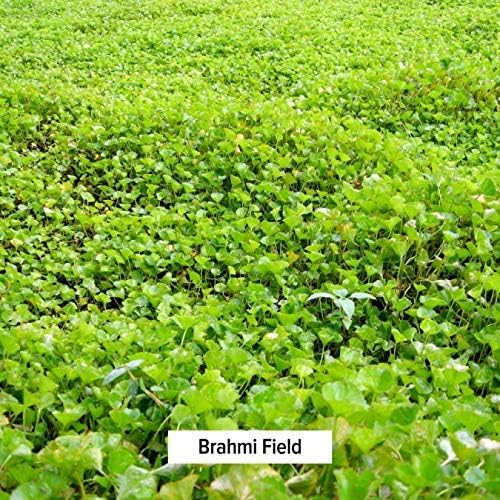 Banyan Botanicals Brahmi/Gotu Kola Powder –