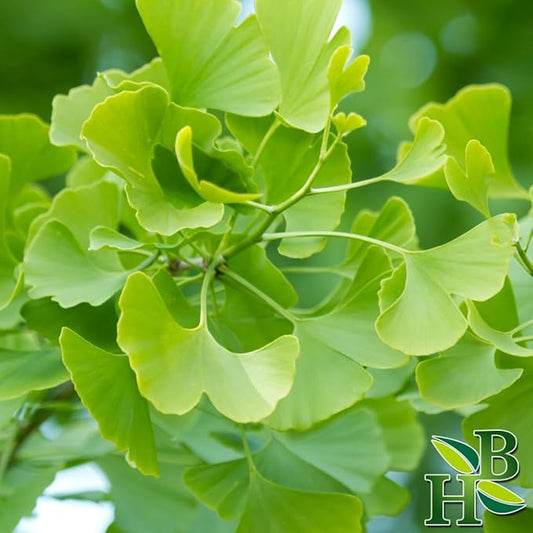 Ginkgo Leaf Powder 4oz