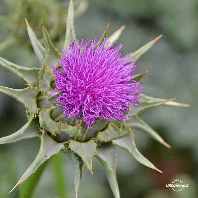 Oregon's Wild Harvest Milk Thistle Organic 180 Count