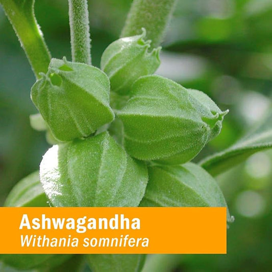 Herb Pharm Certified Organic Ashwagandha Extract 2 Oz