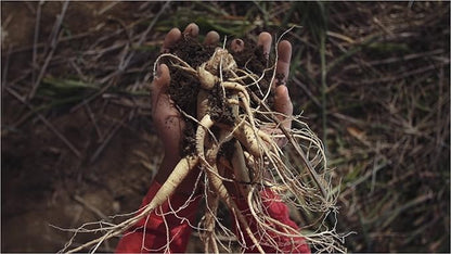 Auragin® Authentic Korean Red Ginseng – 6 Year 100% Red