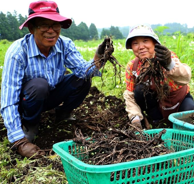 [HEBLIS] Korean Black Ginseng and White