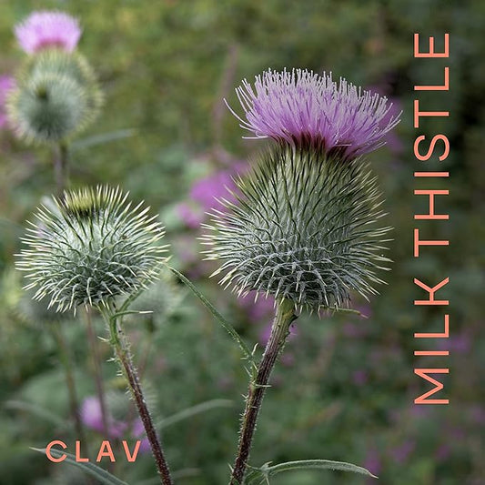 CLAV Organic Milk Thistle & Artichoke 120 Capsules (60 Days