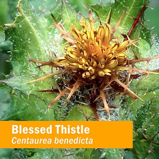 Herb Pharm Certified Organic Blessed Thistle 1 Ounce