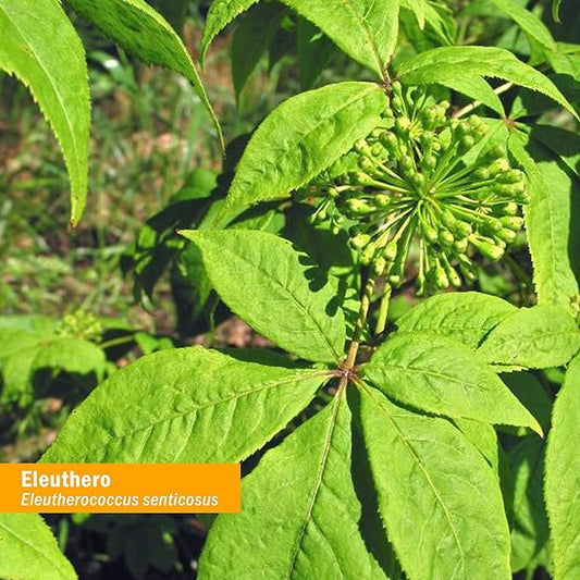 Herb Pharm Eleuthero (Siberian Ginseng) Root 4 Ounce