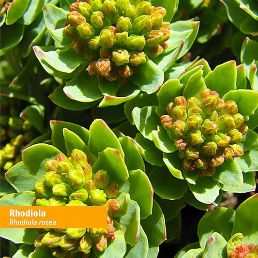 Herb Pharm Certified Organic Rhodiola Root 1 Ounce (090700003555)
